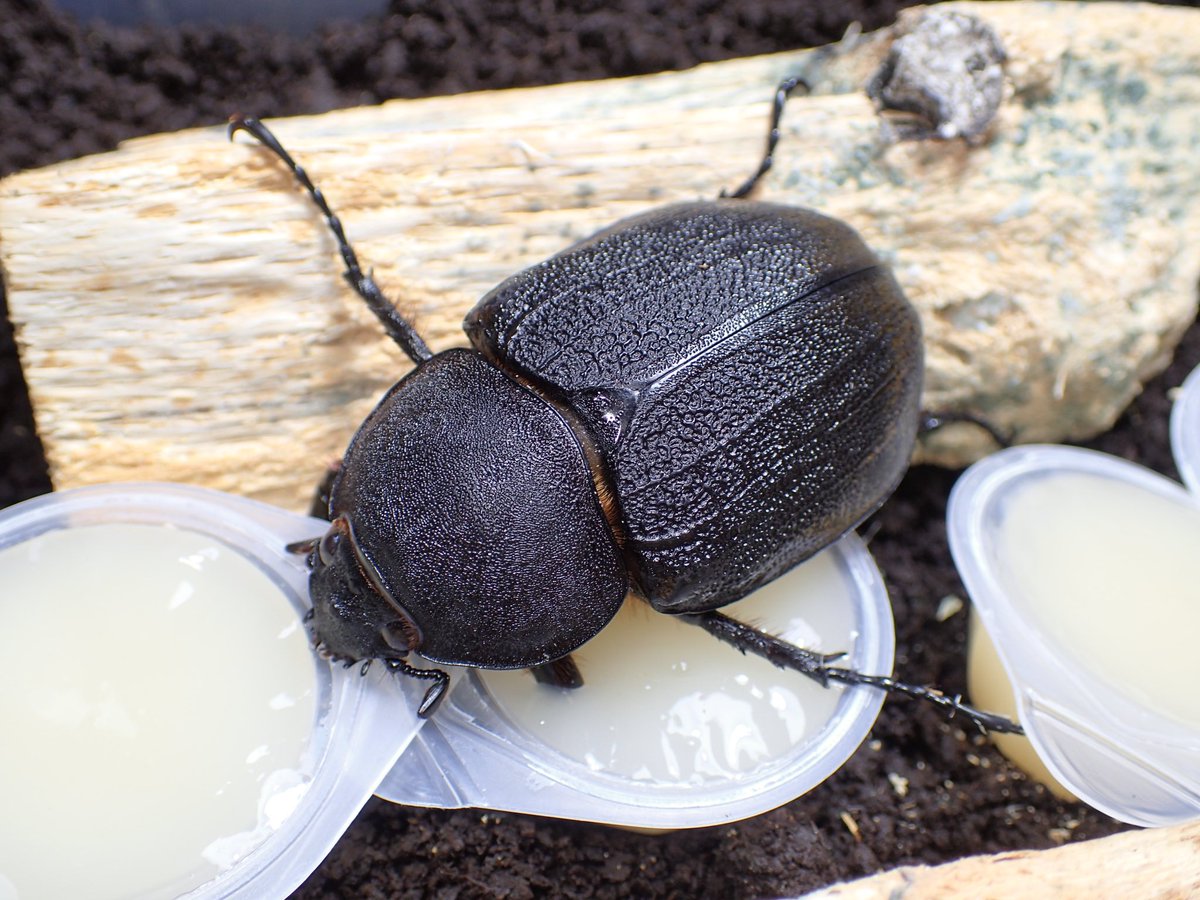 野外品♀単ヘラクレスリッキー コロンビア ラ ボニタ産 前足跗節欠け