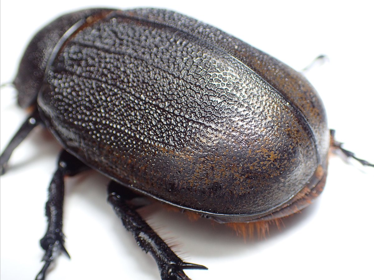 野外品♀単ヘラクレスリッキー コロンビア ラ ボニタ産 前足跗節欠け