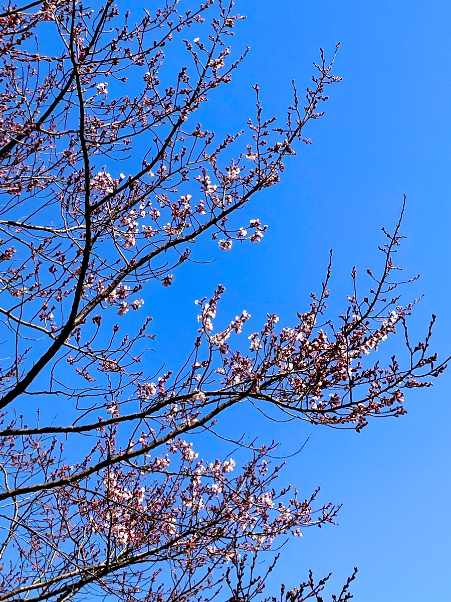 花粉が大変😢
それでも
ぽかぽか陽気に誘われて、お散歩です☘️🌸