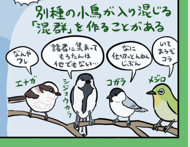→アカゲザルはあくまで同種内での共存でしょ〜と思われるかもだが、異種間の共存/共生も特に珍しいことではない。身近なところでもシジュウカラやメジロ他の混群とか、全く異なる種でもテッポウエビ&ハゼとか有名。
利害関係の形とかは色々だと思うが(人間が思うよりは)けっこう柔軟にやってる印象