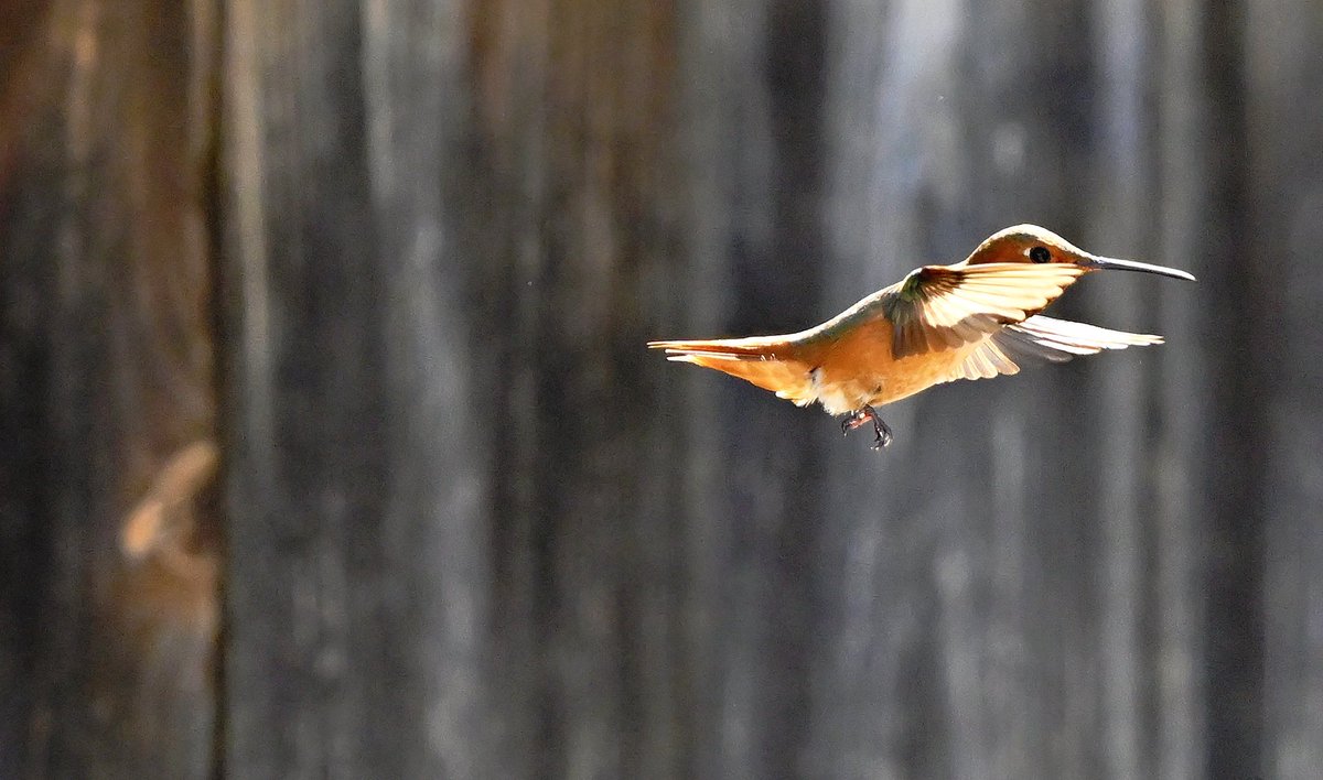 Survivor42x's tweet photo. #HummingbirdPhotography
#BirdsInFlight
#NaturePhotography
#WildlifePhotography
#HummingbirdLovers https://t.co/hJ9gEafCbS
