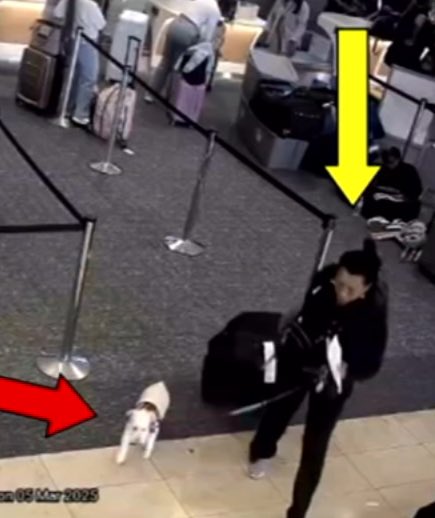 PopBase's tweet image. A woman has been charged for drowning her dog in a Florida airport bathroom after she was denied boarding with the animal due to a paperwork issue, according to police. She then proceeded to board her flight. 

She was released on $5,000 bail.