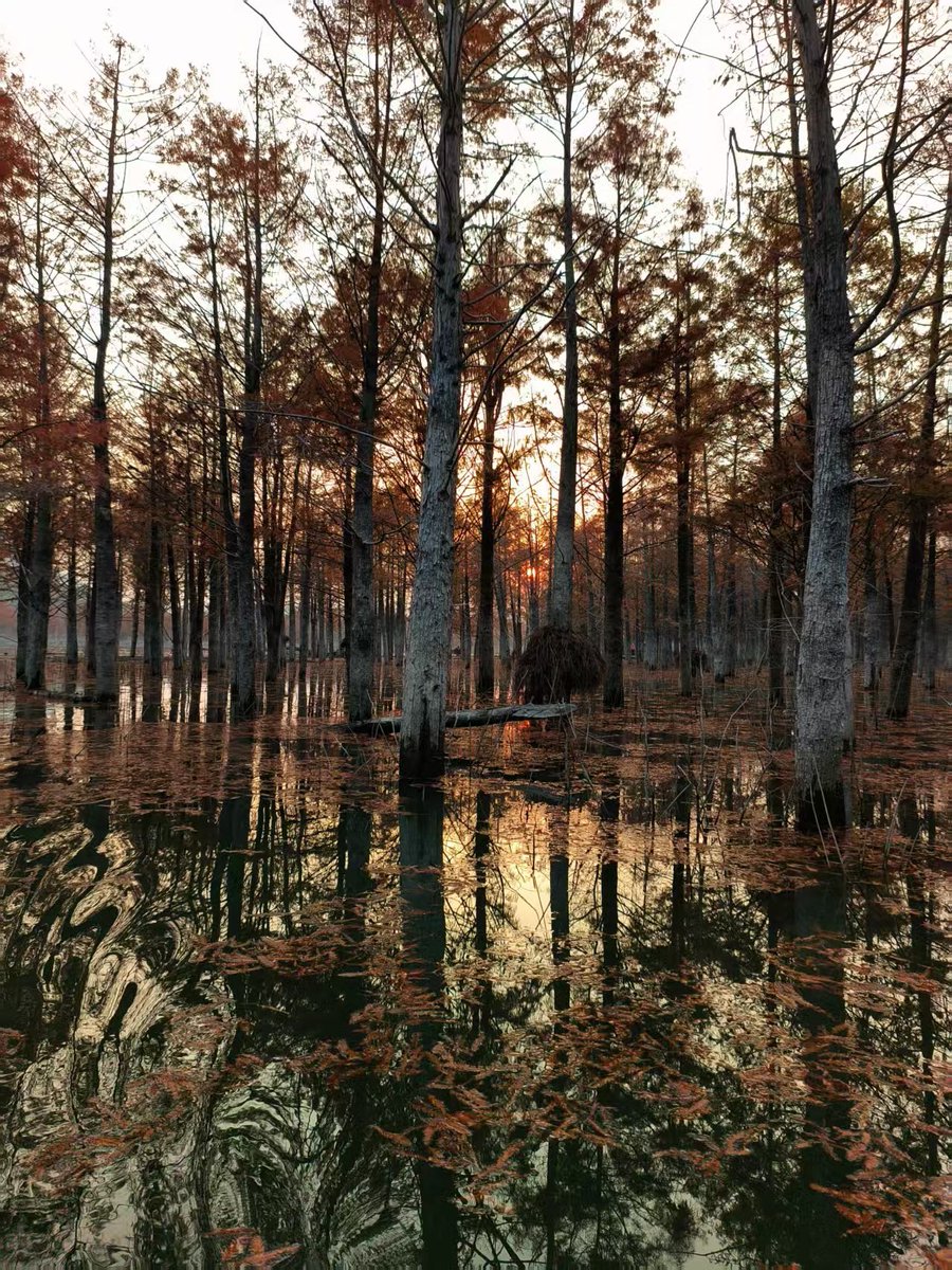 雫るる tweet media