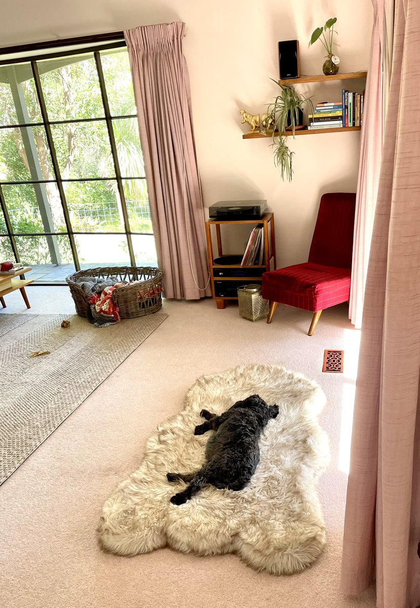 Portrait of a small dog relaxing on a sunny, autumnal afternoon.