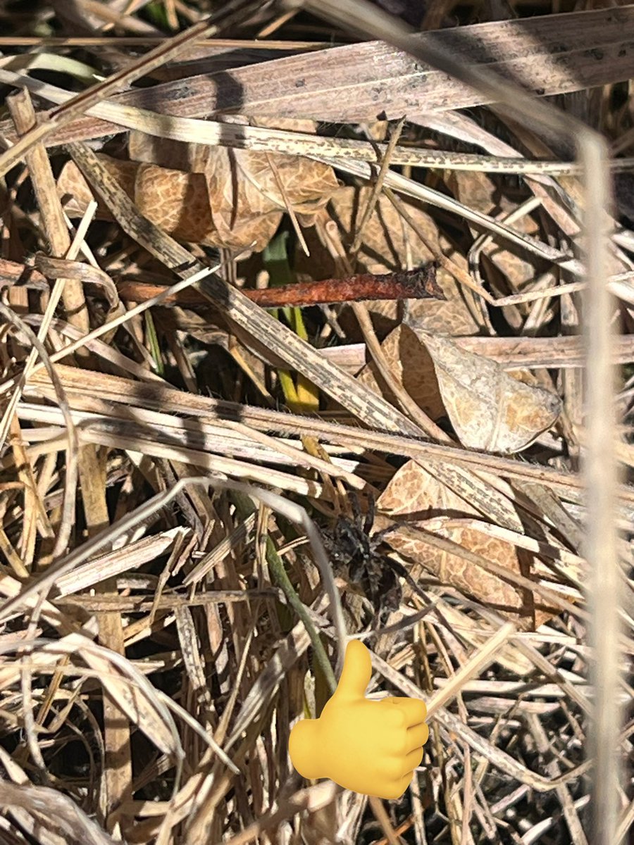 jj_oyun's tweet image. Энгэр ээвэр, нөмөр газар ногоо цухуйж эхэлж байна.Аалз ялаа түм бумаараа ... 

#springishere #зусланVibes 🌱 🌱 

Эргэх дөрвөн улиралд жавар уясахыг, бороо шиврэхийг, навч шарлахыг, цас орохыг хүлээн хүлээн амьдарч байнаа...