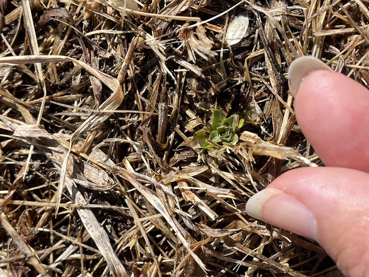 jj_oyun's tweet image. Энгэр ээвэр, нөмөр газар ногоо цухуйж эхэлж байна.Аалз ялаа түм бумаараа ... 

#springishere #зусланVibes 🌱 🌱 

Эргэх дөрвөн улиралд жавар уясахыг, бороо шиврэхийг, навч шарлахыг, цас орохыг хүлээн хүлээн амьдарч байнаа...