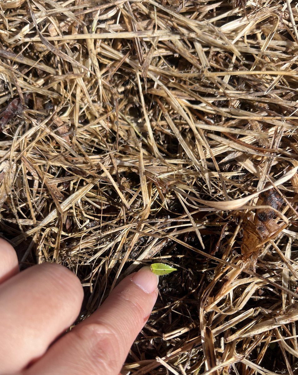 jj_oyun's tweet image. Энгэр ээвэр, нөмөр газар ногоо цухуйж эхэлж байна.Аалз ялаа түм бумаараа ... 

#springishere #зусланVibes 🌱 🌱 

Эргэх дөрвөн улиралд жавар уясахыг, бороо шиврэхийг, навч шарлахыг, цас орохыг хүлээн хүлээн амьдарч байнаа...