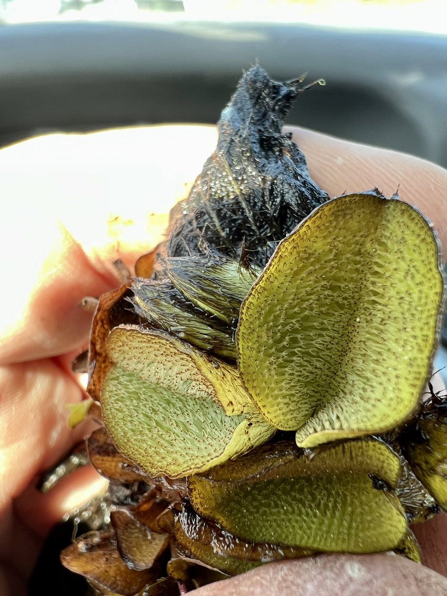 ARSLAKE's tweet photo. Giant Salvinia https://t.co/FzxUnjxIvZ