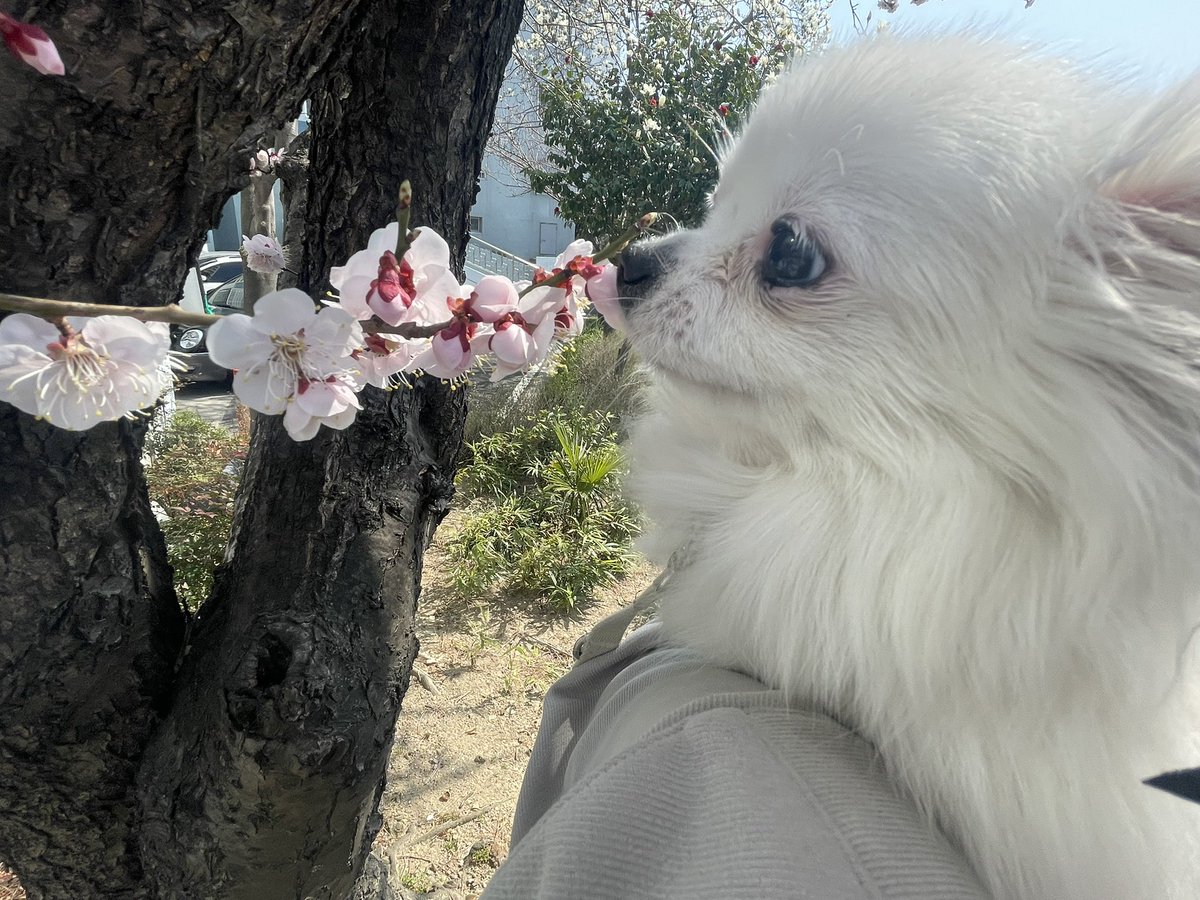 nomonkey0's tweet image. 살면서 벚꽃 처음봐