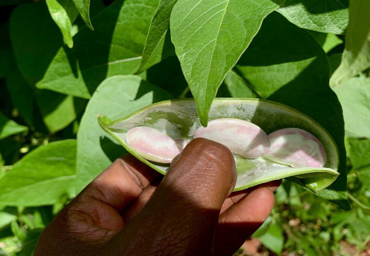 JayNjii's tweet image. More #ButterBeans 😀, fresh!