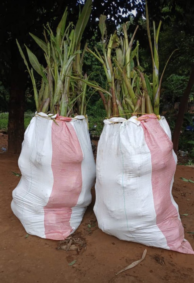 Call 📞 0627757020

Bei kwanzia 2500 tu wakuu.

#RtsAppreciated 🌳