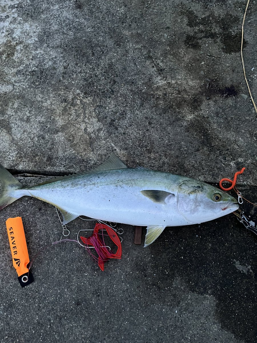 カマス飲ませ78cm！
#和歌山
#ショアジギング 
#釣り