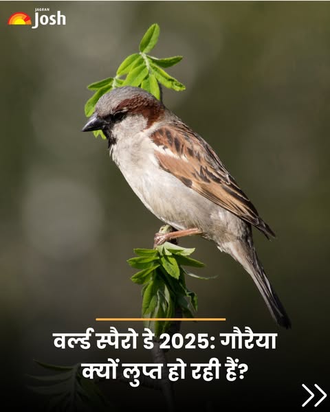 Manish Kumar (@manishk88984973) on Twitter photo рдЧреМрд░реИрдпрд╛ рд╣рдорд╛рд░реЗ рдЖрд╕рдкрд╛рд╕ рд╕реЗ рдЧрд╛рдпрдм рдХреНрдпреЛрдВ рд╣реЛ рд░рд╣реА рд╣реИрдВ?
рдЫреЛрдЯреЗ рдкрдХреНрд╖реА рд╣рдорд╛рд░реЗ рдкрд░реНрдпрд╛рд╡рд░рдг рдХрд╛ рдорд╣рддреНрд╡рдкреВрд░реНрдг рд╣рд┐рд╕реНрд╕рд╛ рд╣реИрдВ, рдФрд░ рдЗрдирдХреА рдШрдЯрддреА рд╕рдВрдЦреНрдпрд╛ рдЪрд┐рдВрддрд╛ рдХрд╛ рд╡рд┐рд╖рдп рд╣реИред рд╢рд╣рд░реАрдХрд░рдг рдХреЗ рдХрд╛рд░рдг рдЗрдирдХреЗ рдкреНрд░рд╛рдХреГрддрд┐рдХ рдЖрд╡рд╛рд╕ рдЬреИрд╕реЗ рдШреЛрдВрд╕рд▓реЗ рдмрдирд╛рдиреЗ рдХреА рдЬрдЧрд╣реЗрдВ рдХрдо рд╣реЛ рдЧрдИ рд╣реИрдВред рдкреНрд░рджреВрд╖рдг, рдЦрд╛рд╕рдХрд░ рд╣рд╡рд╛ рдФрд░ рд╢реЛрд░ рдХрд╛, рдЗрдирдХреЗ рд╕реНрд╡рд╛рд╕реНрдереНрдп рдФрд░ рдкреНрд░рдЬрдирди рдкрд░ рдЕрд╕рд░ рдбрд╛рд▓рддрд╛ рдЧреМрд░реИрдпрд╛ рд╣рдорд╛рд░реЗ рдЖрд╕рдкрд╛рд╕ рд╕реЗ рдЧрд╛рдпрдм рдХреНрдпреЛрдВ рд╣реЛ рд░рд╣реА рд╣реИрдВ?
рдЫреЛрдЯреЗ рдкрдХреНрд╖реА рд╣рдорд╛рд░реЗ рдкрд░реНрдпрд╛рд╡рд░рдг рдХрд╛ рдорд╣рддреНрд╡рдкреВрд░реНрдг рд╣рд┐рд╕реНрд╕рд╛ рд╣реИрдВ, рдФрд░ рдЗрдирдХреА рдШрдЯрддреА рд╕рдВрдЦреНрдпрд╛ рдЪрд┐рдВрддрд╛ рдХрд╛ рд╡рд┐рд╖рдп рд╣реИред рд╢рд╣рд░реАрдХрд░рдг рдХреЗ рдХрд╛рд░рдг рдЗрдирдХреЗ рдкреНрд░рд╛рдХреГрддрд┐рдХ рдЖрд╡рд╛рд╕ рдЬреИрд╕реЗ рдШреЛрдВрд╕рд▓реЗ рдмрдирд╛рдиреЗ рдХреА рдЬрдЧрд╣реЗрдВ рдХрдо рд╣реЛ рдЧрдИ рд╣реИрдВред рдкреНрд░рджреВрд╖рдг, рдЦрд╛рд╕рдХрд░ рд╣рд╡рд╛ рдФрд░ рд╢реЛрд░ рдХрд╛, рдЗрдирдХреЗ рд╕реНрд╡рд╛рд╕реНрдереНрдп рдФрд░ рдкреНрд░рдЬрдирди рдкрд░ рдЕрд╕рд░ рдбрд╛рд▓рддрд╛
