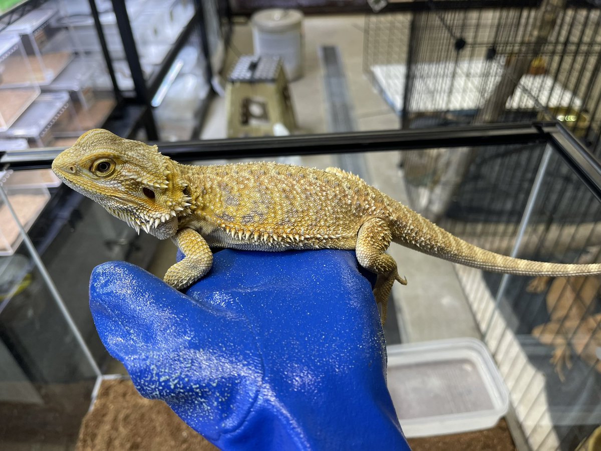 AQUA FISH -滋賀- (@sakana084) / Posts / X