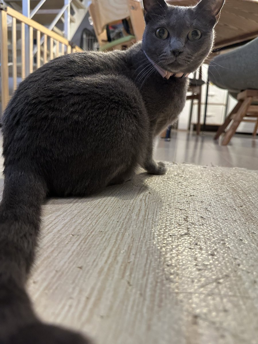 ちみ・みみ (@chimi_mimi) on Twitter photo 