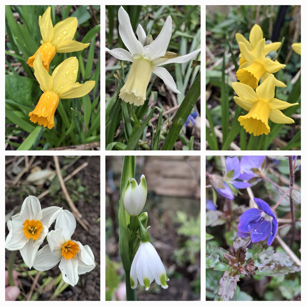 #SixOnSaturday #Gardening #Flowers #SpringFlowers #Spring #Chilterns