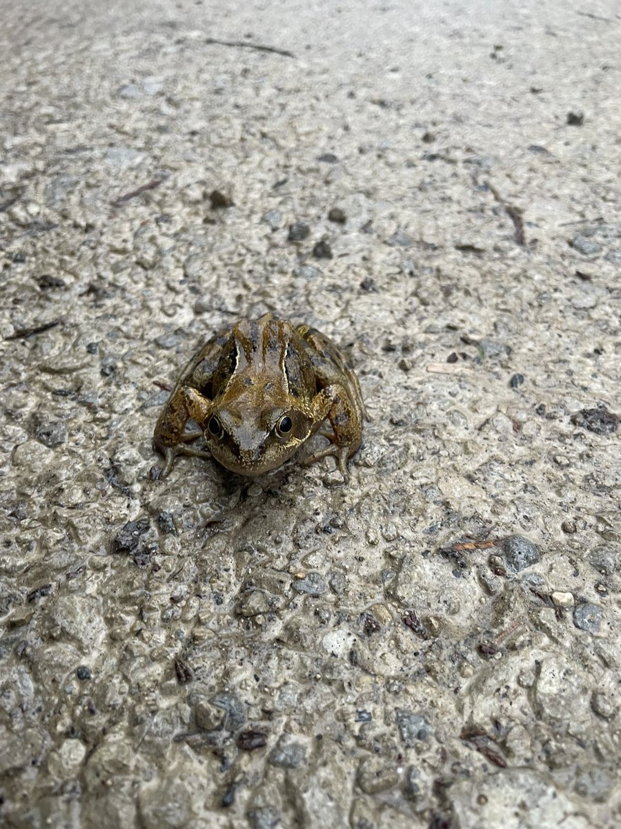 I met a new friend at our <a href="/parkrunUK/">parkrun UK</a> this morning. Have a great weekend everyone❤️👏👏