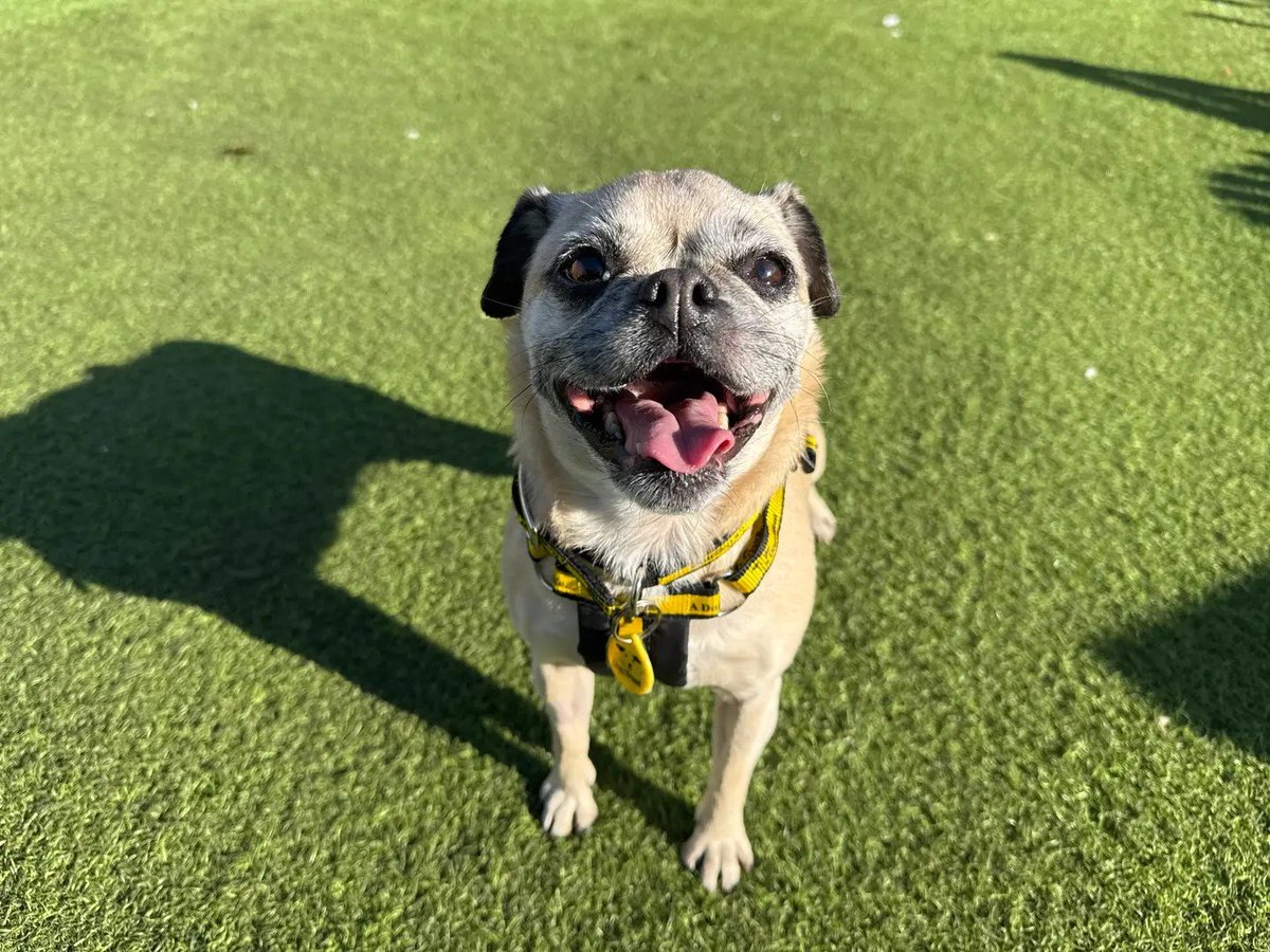 DT_WestCalder's tweet photo. Meet Bubbles! 🐾 She is an 8 year old Pug Cross who is full of life! 😁 Bubbles is looking for her furever home where she can get lots of attention from her family 🏡 She enjoys short walks where she can have lots of sniffs and take in the scenery 🌳🐕

Could you foster or adopt her? Read more about her on our website 👉 https://t.co/dl2p9UNT7j

#AdoptDontShop
#ADogIsForLife
@DogsTrust