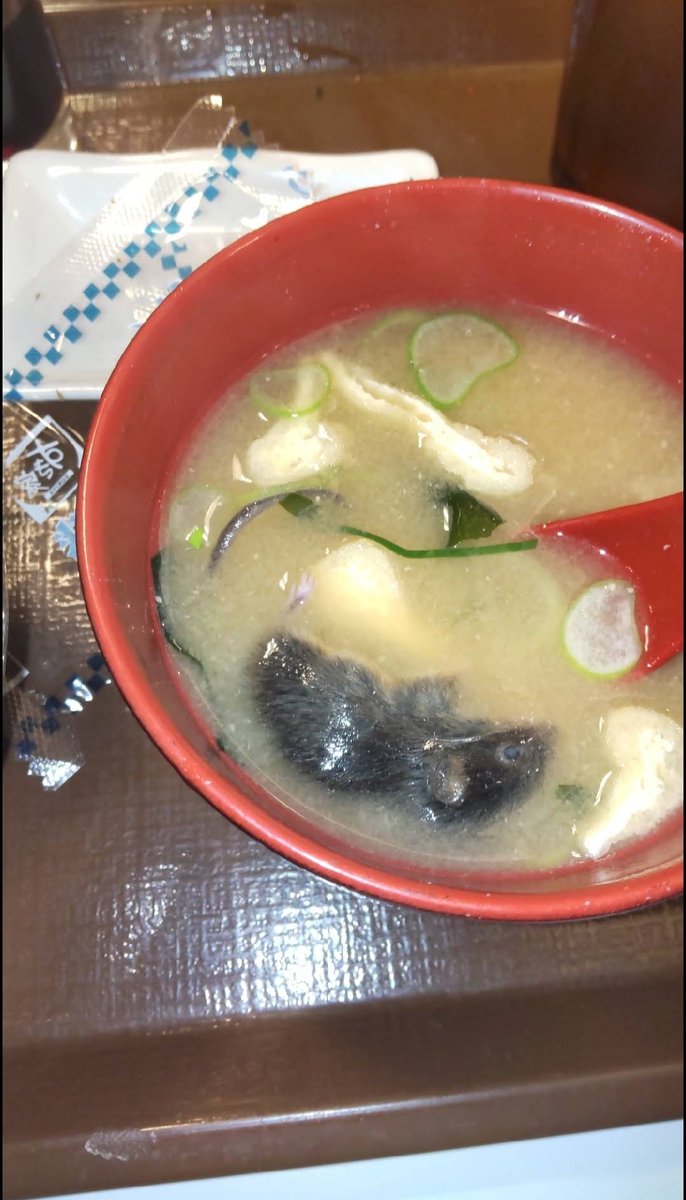 hoshusokuhou's tweet photo. 【悲報】すき家が「みそ汁」の具材にネズミ混入を認めて謝罪「従業員が提供前に商品状態の目視確認を怠った」（2枚目閲覧注意）
https://t.co/76l6k6r2x0 https://t.co/MF0vhYI4pl