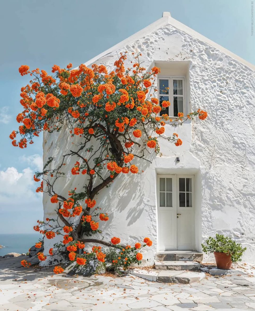 raducu_nicoleta's tweet photo. 🌼🤍🌼Beautiful 🌼🤍🌼 https://t.co/pHd5TKqEfH
