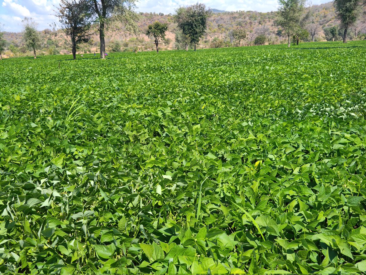 _PABRA's tweet photo. 🌍💧 On #WorldWaterDay, let's talk about bean farming! Beans are a water-efficient crop, requiring less water. By choosing beans, we can promote sustainable agriculture and conserve precious water resources. 🌱💙 #SustainableFarming #WaterConservation #BeansForLife #IWD2025 https://t.co/qLG0A41M2w
