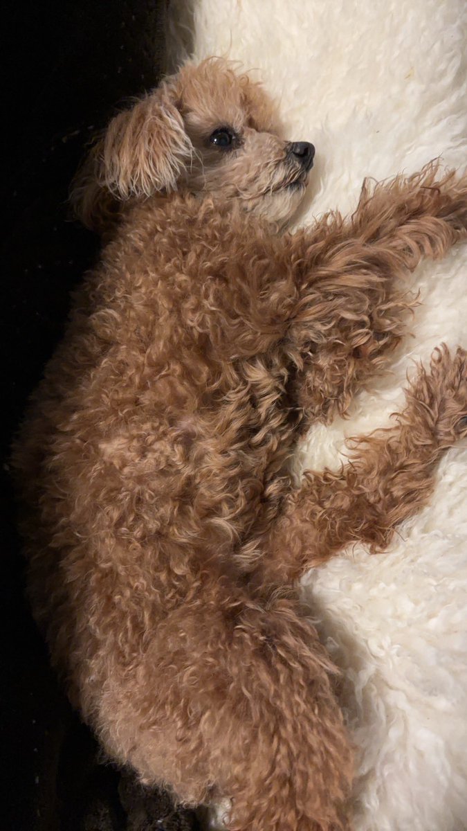 mocha2382's tweet photo. 今日もたくさん遊んだね🐾
おやすみなさい💤 https://t.co/wkLYCavUYU