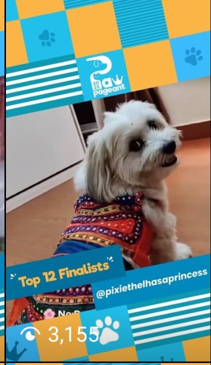 PixieDPrincess's tweet photo. @BelleLBear 
🚨 Big news! Pixie is in the "Top 12" of the Paw Pageant! 🏆🐶 She needs YOUR help to win!

❤️ "1 Like = 1 Vote"
🔄 "1 Share = 2 Votes"

Let’s do this,  Vote now 👉  on the reel 
[https://t.co/6Ja1IrFzfZ] 🐾✨ #VoteForPixie #PawPageant #dogfashion #beautypageant https://t.co/vsBJUmAh2h