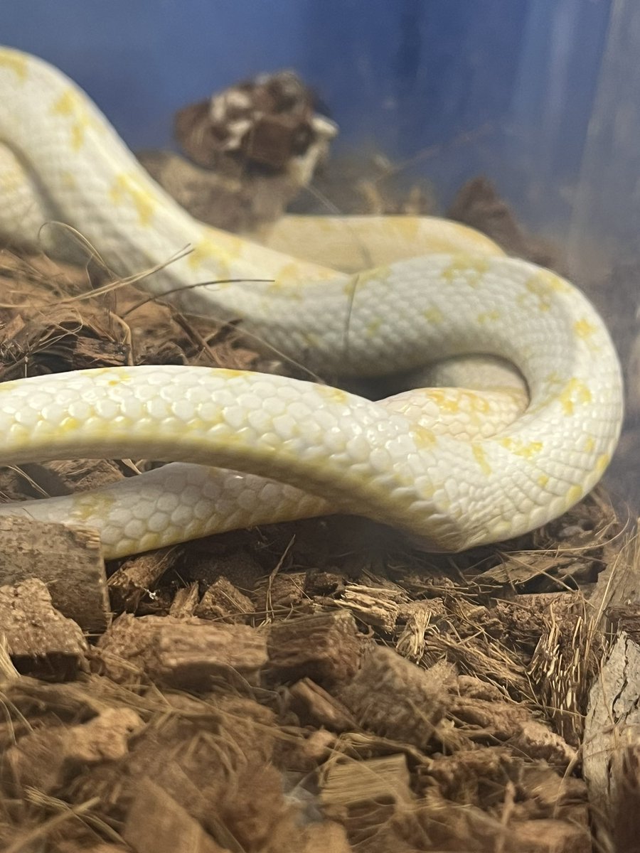 ゆっくりなスタートですが…ボチボチな滑り出し😊
たくさんのベビー拝めますように🙏
 #コーンスネーク #フトアゴ #クレス #爬虫類好き #Port