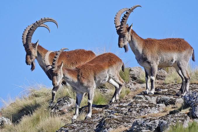 temesgen23 (@temeze2323) on Twitter photo 🇪🇹🐐 The number of the worshipers of the Walkers in the north Mountains 
The thousands of my waliah was about 300 and the Ethiopian Wildlife Protection Authority.
.<a href="/UNOSAPG/">UN Genocide Prevention</a> <a href="/hrw/">Human Rights Watch</a> <a href="/MikeHammerUSA/">Mike Hammer</a> <a href="/BBCAfrica/">BBC News Africa</a> <a href="/AP/">The Associated Press</a> <a href="/AlJazeera/">Al Jazeera PR</a> <a href="/_AfricanUnion/">African Union</a>  <a href="/SecBlinken/">Secretary Antony Blinken</a> <a href="/StateDept/">Department of State</a> <a href="/UNOSAPG/">UN Genocide Prevention</a> 🇪🇹🐐 The number of the worshipers of the Walkers in the north Mountains 
The thousands of my waliah was about 300 and the Ethiopian Wildlife Protection Authority.
.<a href="/UNOSAPG/">UN Genocide Prevention</a> <a href="/hrw/">Human Rights Watch</a> <a href="/MikeHammerUSA/">Mike Hammer</a> <a href="/BBCAfrica/">BBC News Africa</a> <a href="/AP/">The Associated Press</a> <a href="/AlJazeera/">Al Jazeera PR</a> <a href="/_AfricanUnion/">African Union</a>  <a href="/SecBlinken/">Secretary Antony Blinken</a> <a href="/StateDept/">Department of State</a> <a href="/UNOSAPG/">UN Genocide Prevention</a>