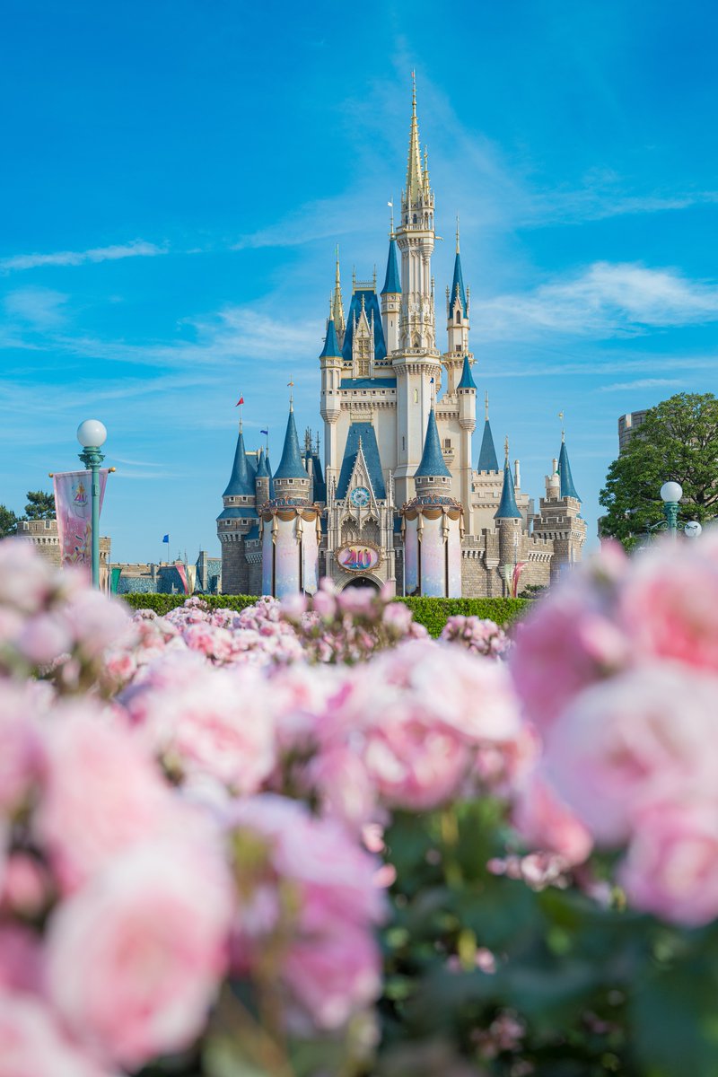 シンデレラ城×花✨