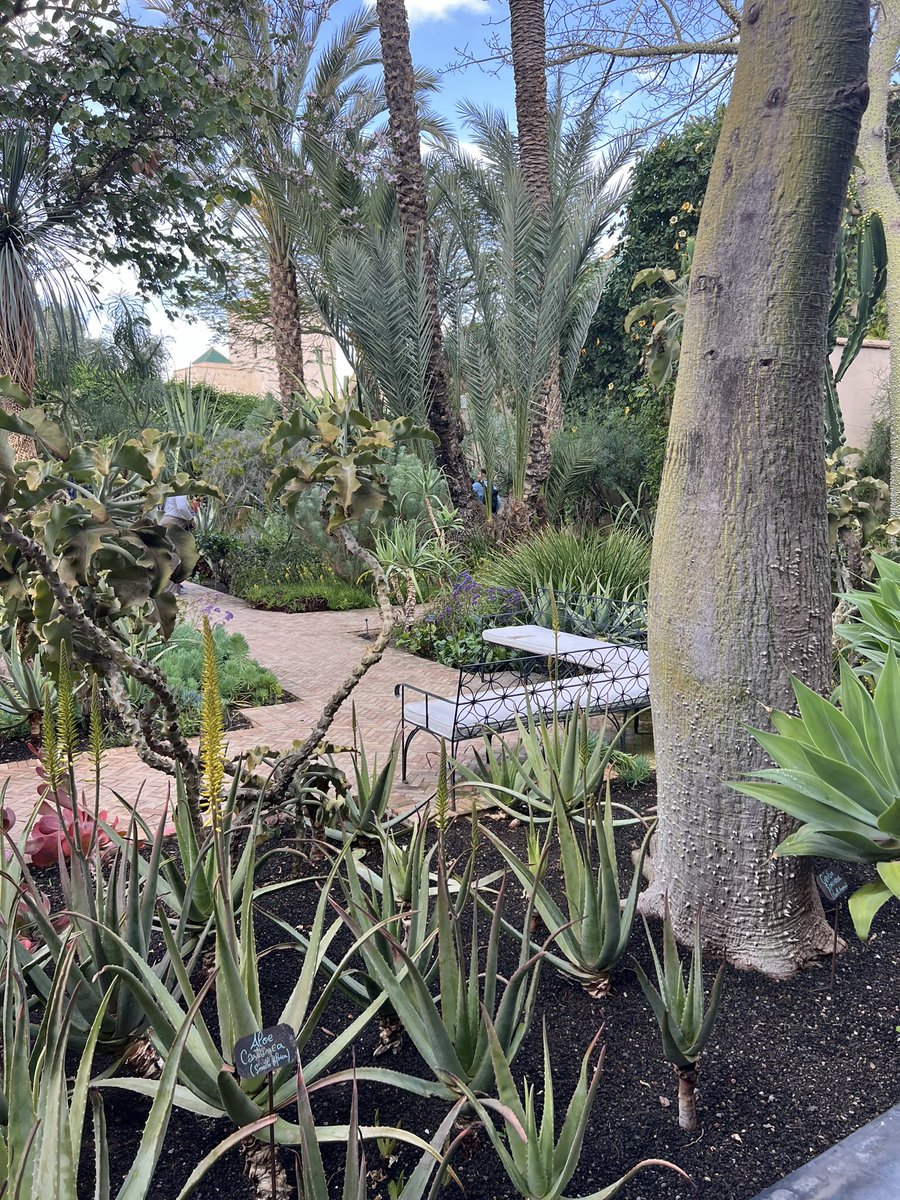 Enjoying my first visit to the lovely secret garden by <a href="/tomstuartsmith/">Tom Stuart-Smith</a> in Marrakesh