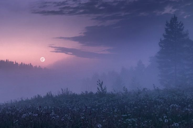 🌿🌼🧺 tweet media