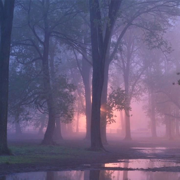 🌿🌼🧺 tweet media