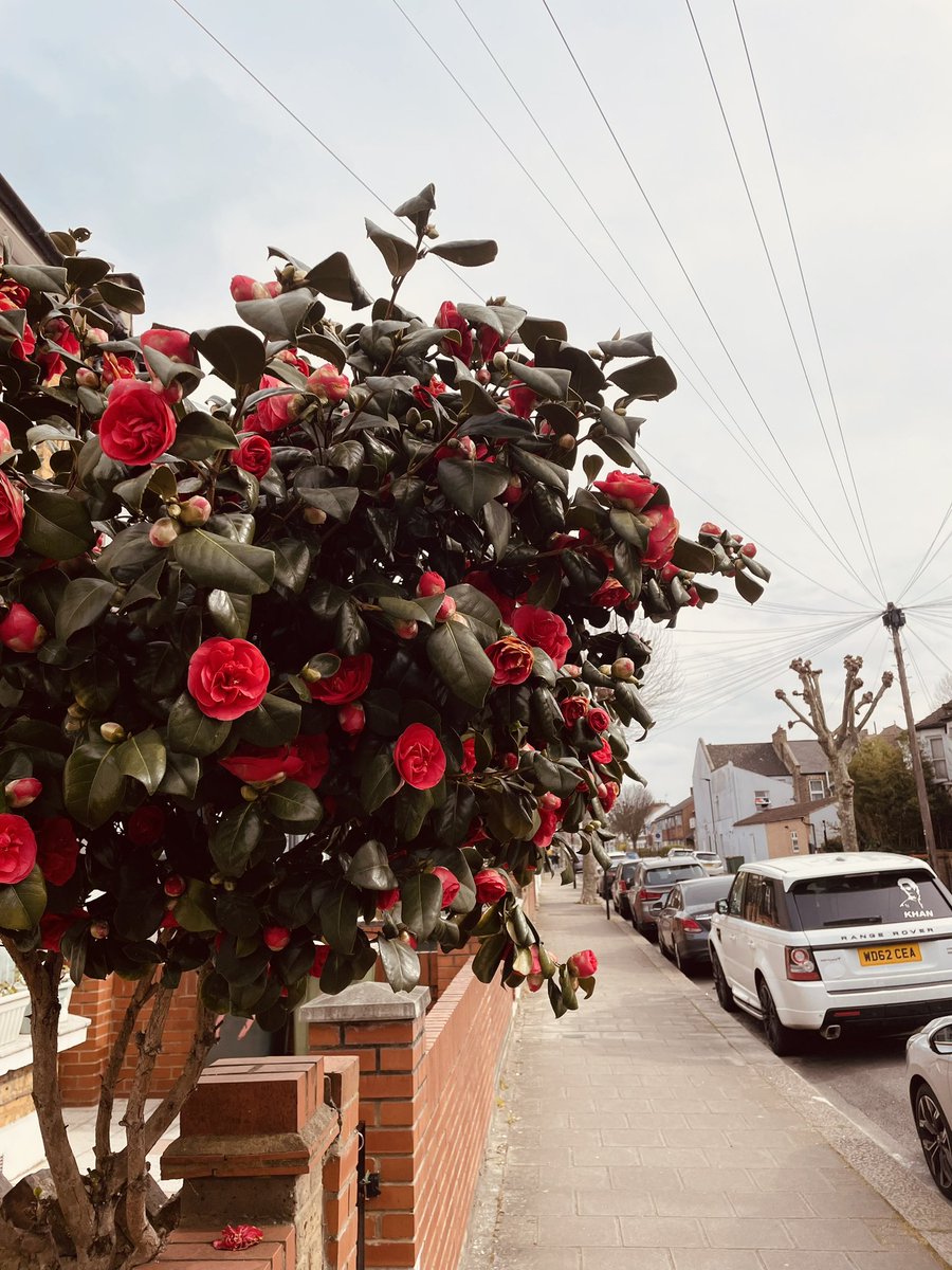 BN - Hello Spring &amp; Halley Road! - Forest Gate, Newham #BetterNewham