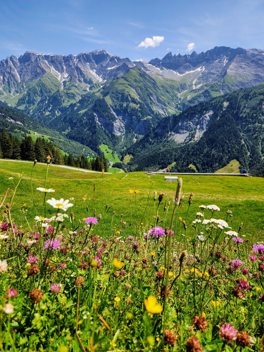 Wildflowers above Elm 🇨🇭