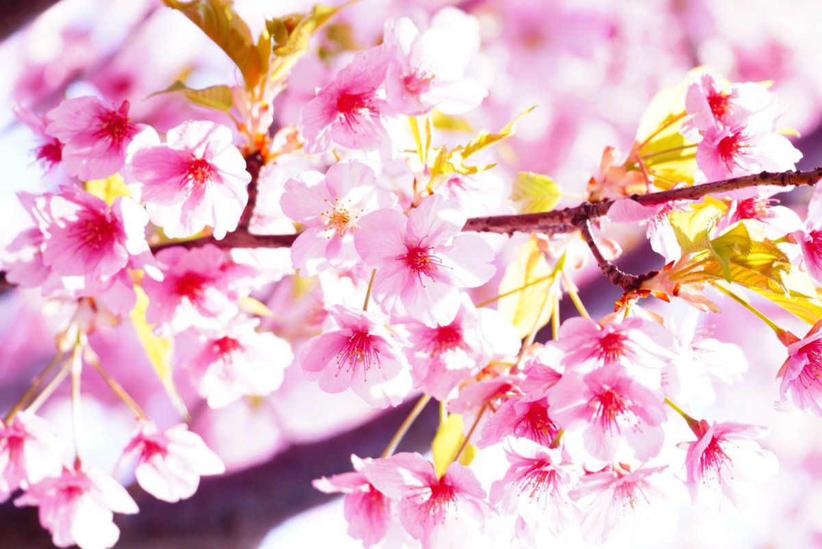 「早咲きの桜が満開だったからたくさん撮ってきました。ヒヨドリもきてくれたよ 」|タカムラマサヤのイラスト