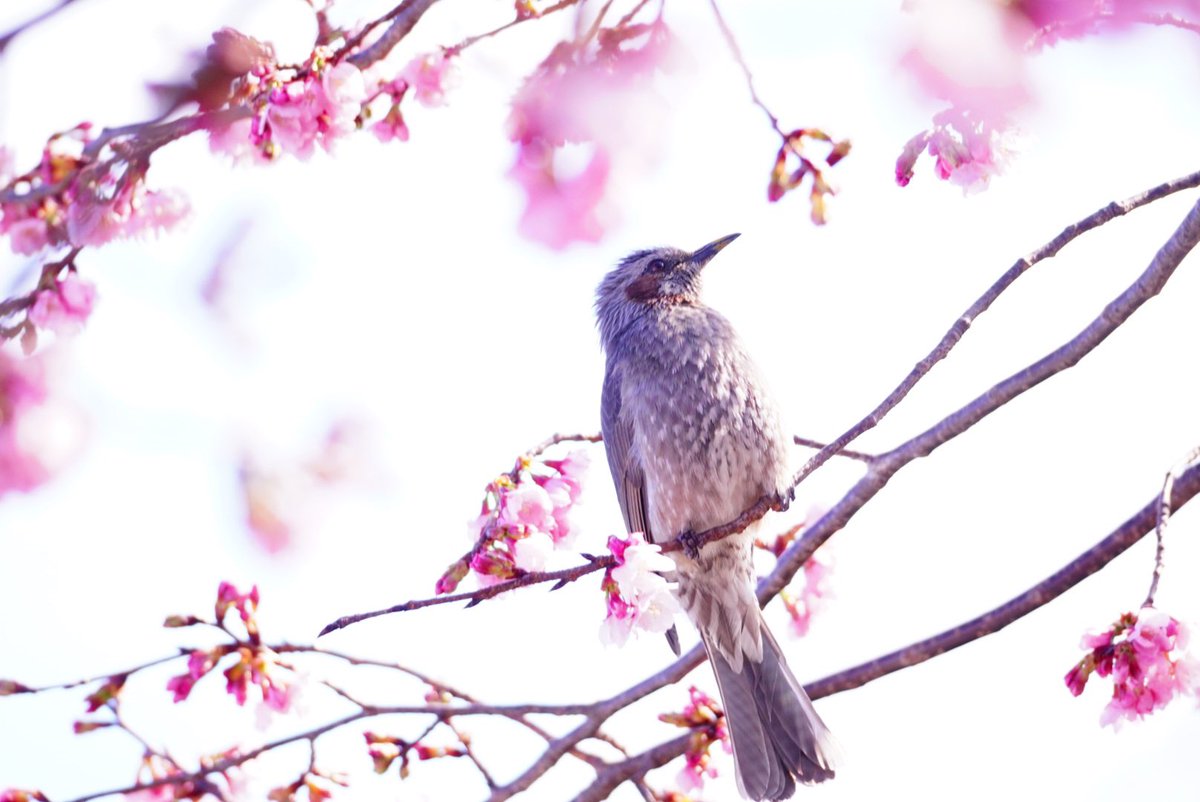 「早咲きの桜が満開だったからたくさん撮ってきました。ヒヨドリもきてくれたよ 」|タカムラマサヤのイラスト