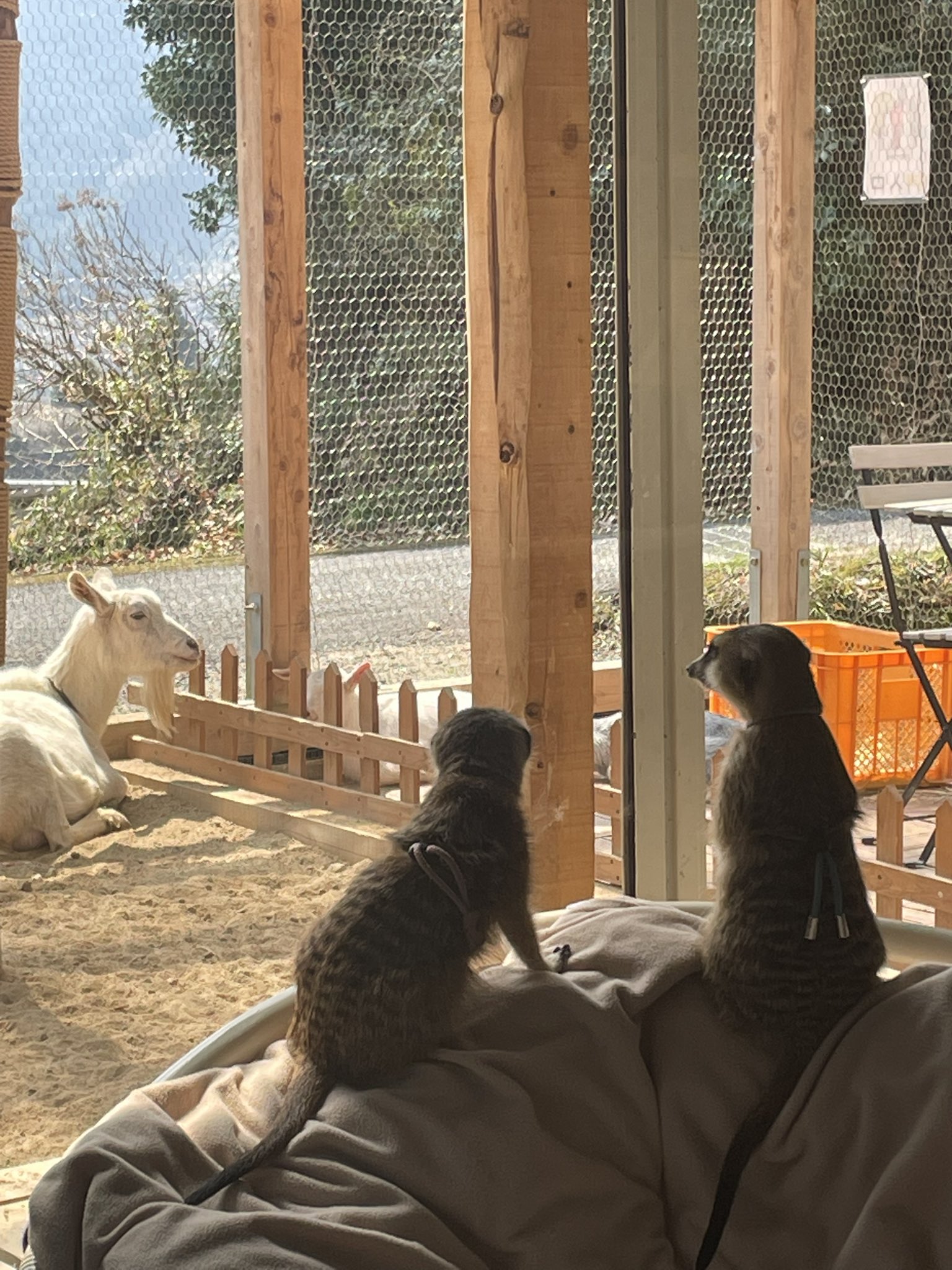 ねこままページ 爪とぎ ケージ取り付け 猫 麻縄巻き ケージ用 省スペース