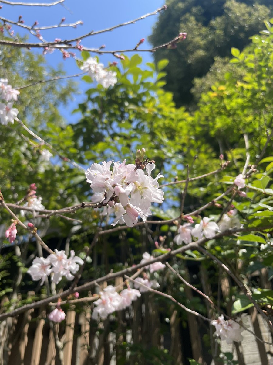 kanetoanne's tweet image. 渋谷Day2。本日もビシッと！ジャパンに春が来た昨夜はいい再会。 
#grapevine #springtour