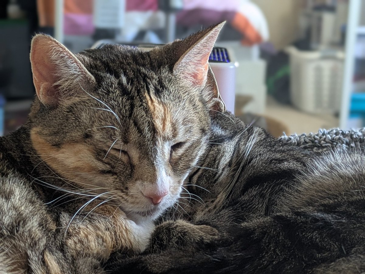 Two cats