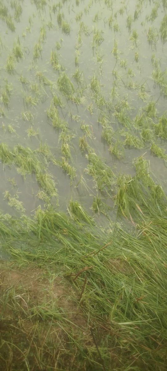sschanda294's tweet photo. "The storm of 21st march'2025 has devastated crops in our areas,(Chak ismailpur, Dantan-1, paschim Medinipur, WB-721457). Hoping the government steps in quickly with support and relief for those affected. The heart goes out to everyone impacted. #StormDamage #SupportFarmers" https://t.co/enW76JXE5d