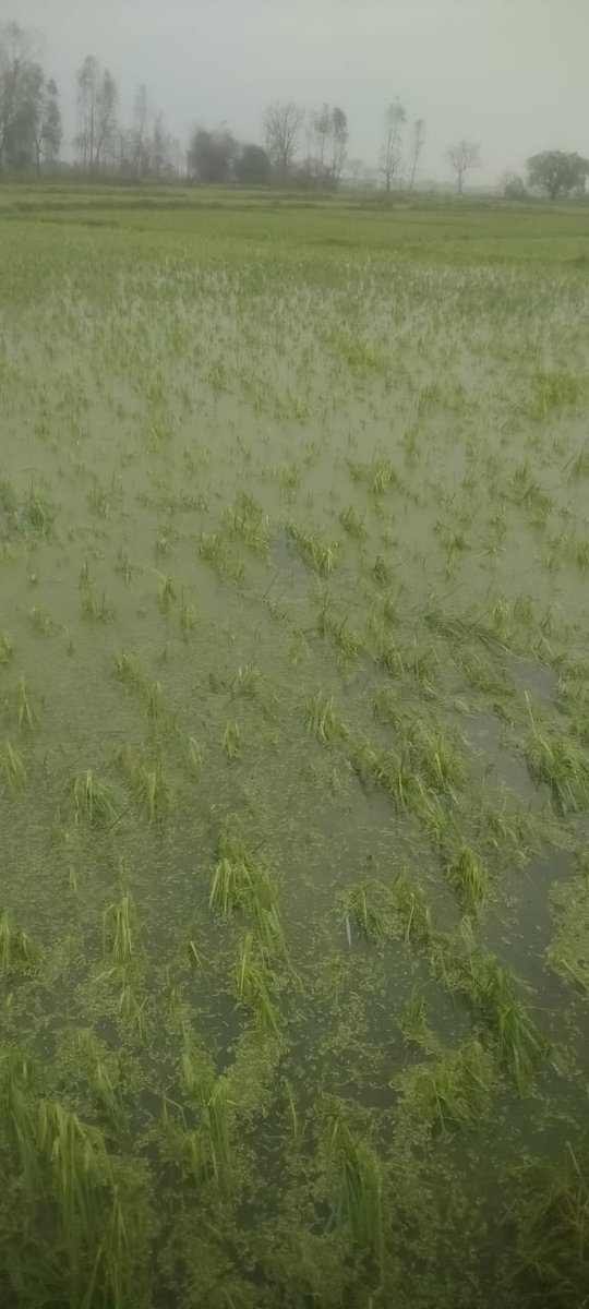 sschanda294's tweet photo. "The storm of 21st march'2025 has devastated crops in our areas,(Chak ismailpur, Dantan-1, paschim Medinipur, WB-721457). Hoping the government steps in quickly with support and relief for those affected. The heart goes out to everyone impacted. #StormDamage #SupportFarmers" https://t.co/enW76JXE5d