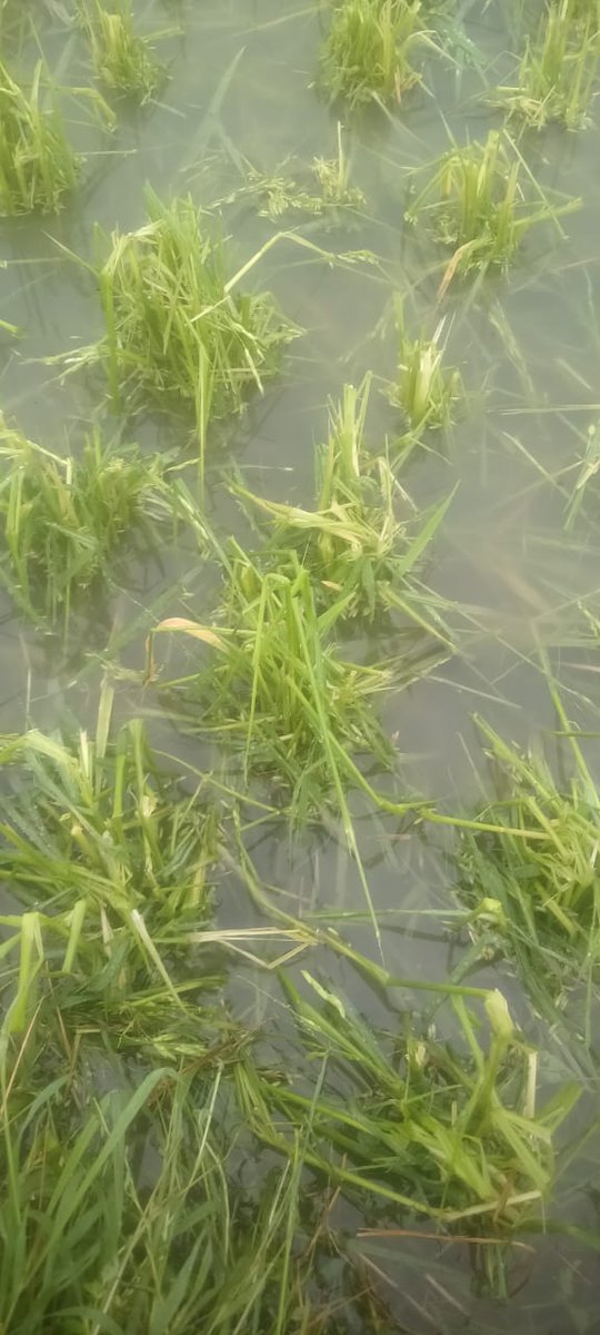 sschanda294's tweet photo. "The storm of 21st march'2025 has devastated crops in our areas,(Chak ismailpur, Dantan-1, paschim Medinipur, WB-721457). Hoping the government steps in quickly with support and relief for those affected. The heart goes out to everyone impacted. #StormDamage #SupportFarmers" https://t.co/enW76JXE5d