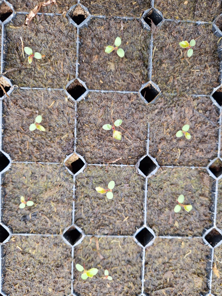 Koivututtaako? Jäikö koivuntaimien tilaaminen kasvukauden 2025 tarpeisiin unohduksiin ja nyt ei taho saaha mistään taimia? Eipä hätää. Ihan kohta laitamme idulle #FinForeliaOy kesäkoivua ja tuote valmistuu tuonne juhannuksen jälkeen. Istutusaikaa kesäkuun loppu-heinäkuu-elokuu🌱