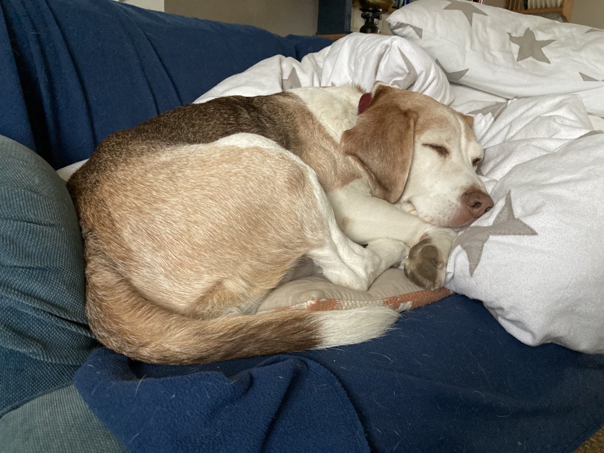 Enjoy the weekend #beagle