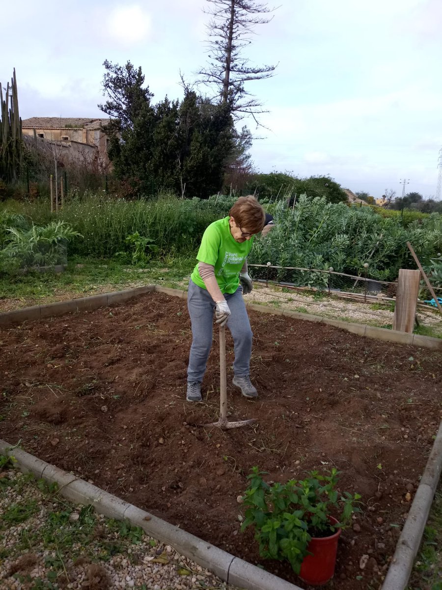 sonrapinya_ce's tweet photo. Tallers i activitats en xarxa. Taller d’horticultura als Horts municipals de Son Flor, organitzat per #AVSonFlorSonMoixNegre, @son_quint #GGSonRapinya, #GGSonserraLaVileta @ponentins https://t.co/YLjTYECG0a