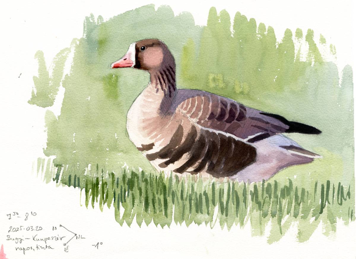 kokayart's tweet image. Some goose sketches from Thursday. I was lucky to find 2 Lesser White-fronted Geese amoung Greaters.