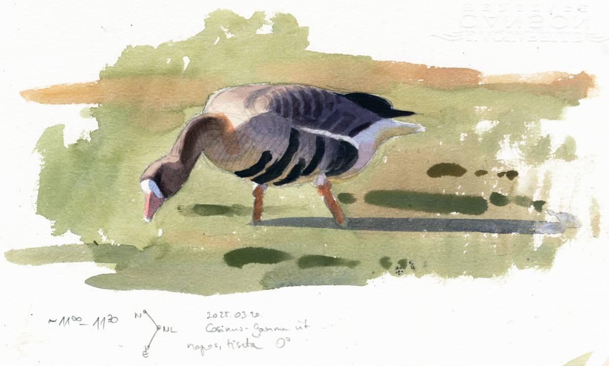 kokayart's tweet image. Some goose sketches from Thursday. I was lucky to find 2 Lesser White-fronted Geese amoung Greaters.
