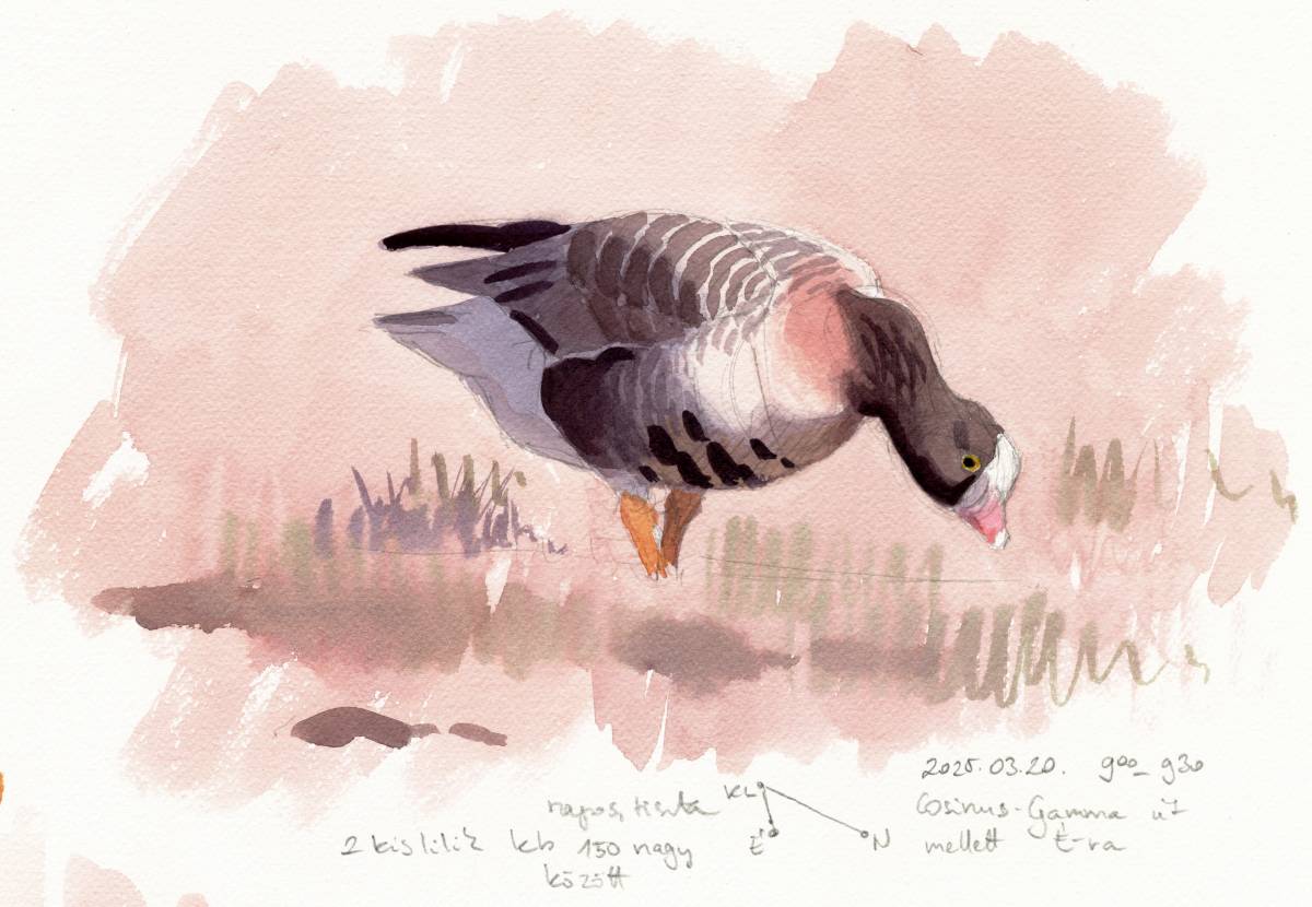 kokayart's tweet image. Some goose sketches from Thursday. I was lucky to find 2 Lesser White-fronted Geese amoung Greaters.