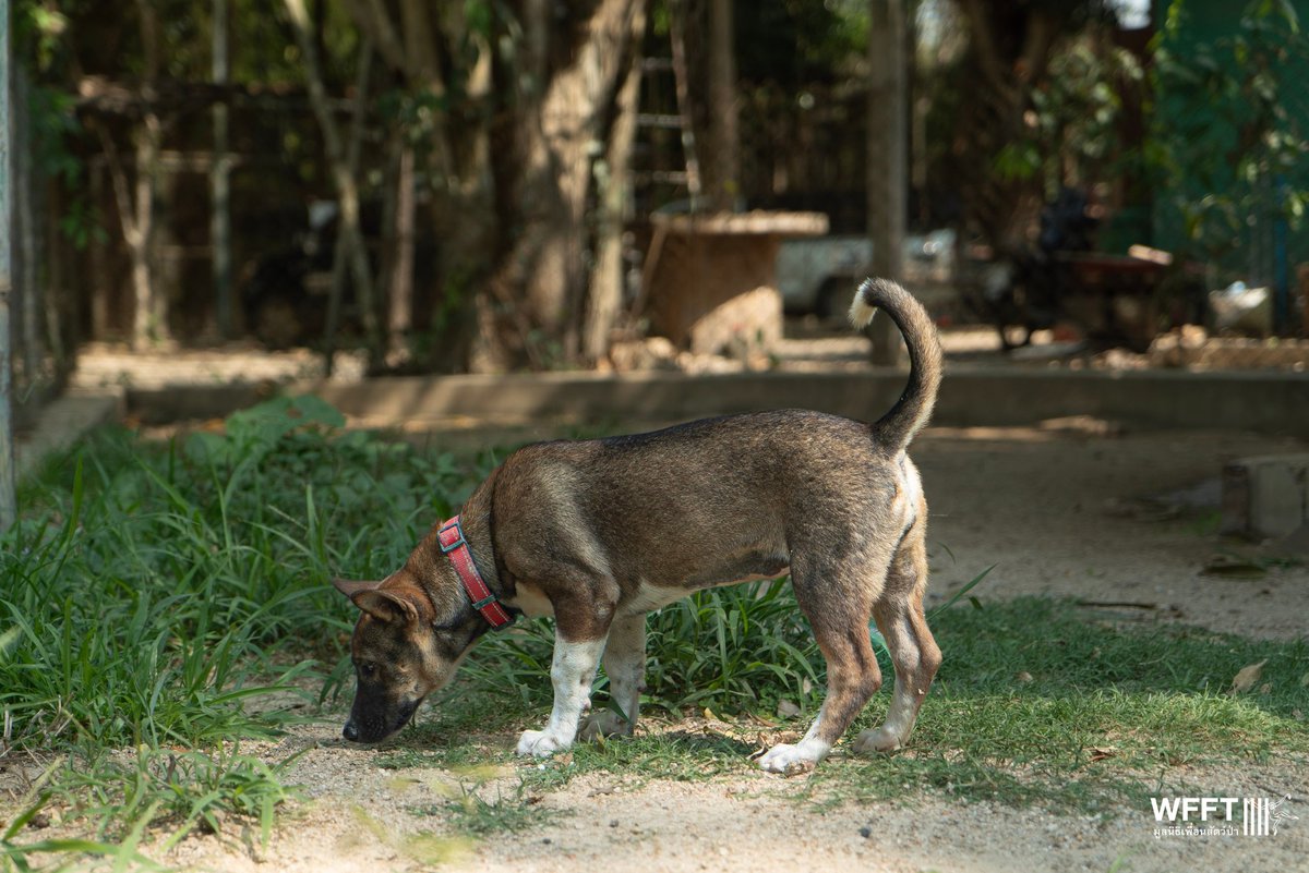 People & Animals Thailand tweet media